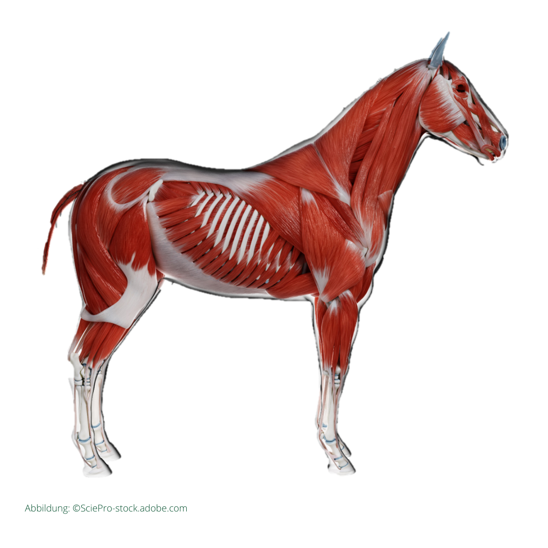 Anatomie Pferd Muskeln Deutsch Muskulatur des Pferdes | LEXA